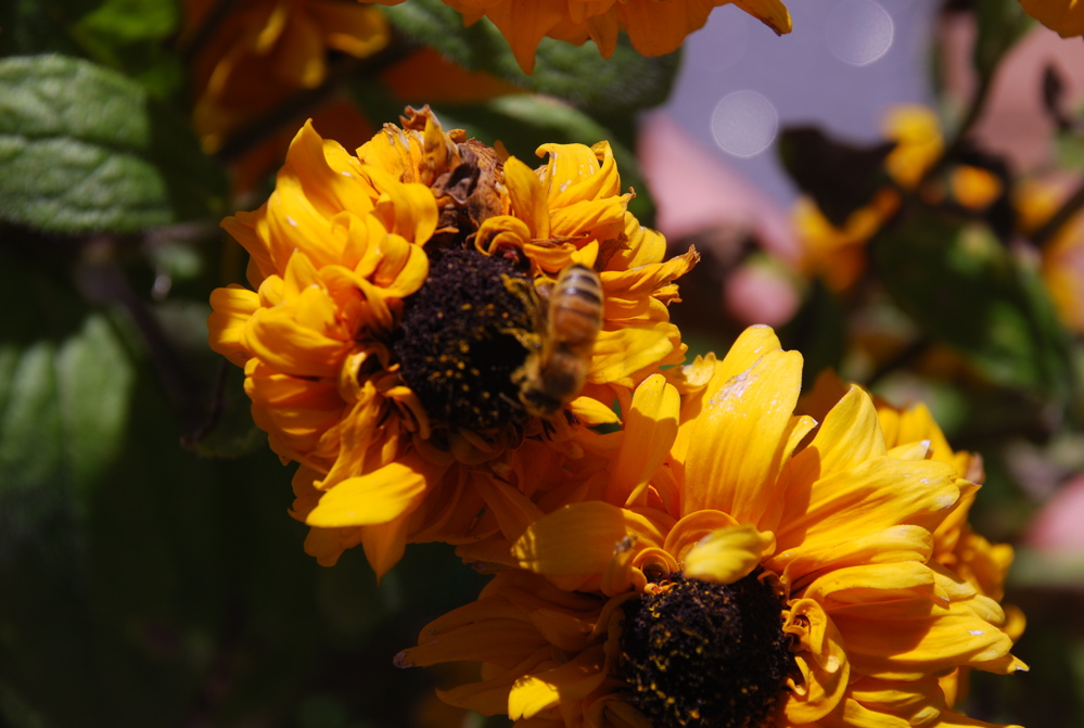 DSC_0114.JPG