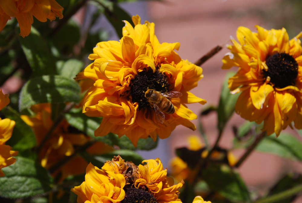 DSC_0115.JPG