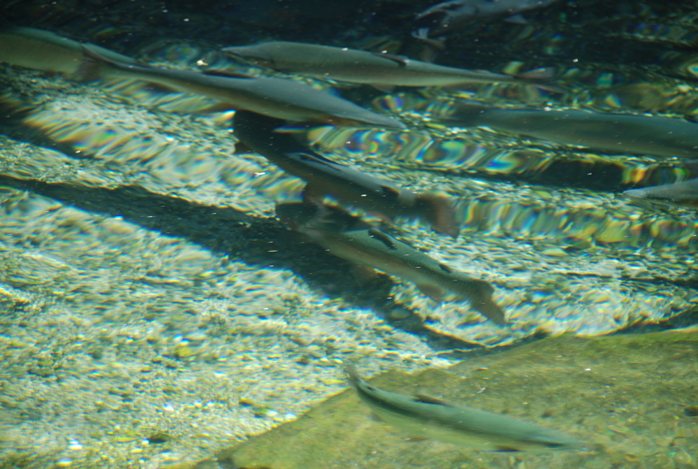 DSC_0132.JPG