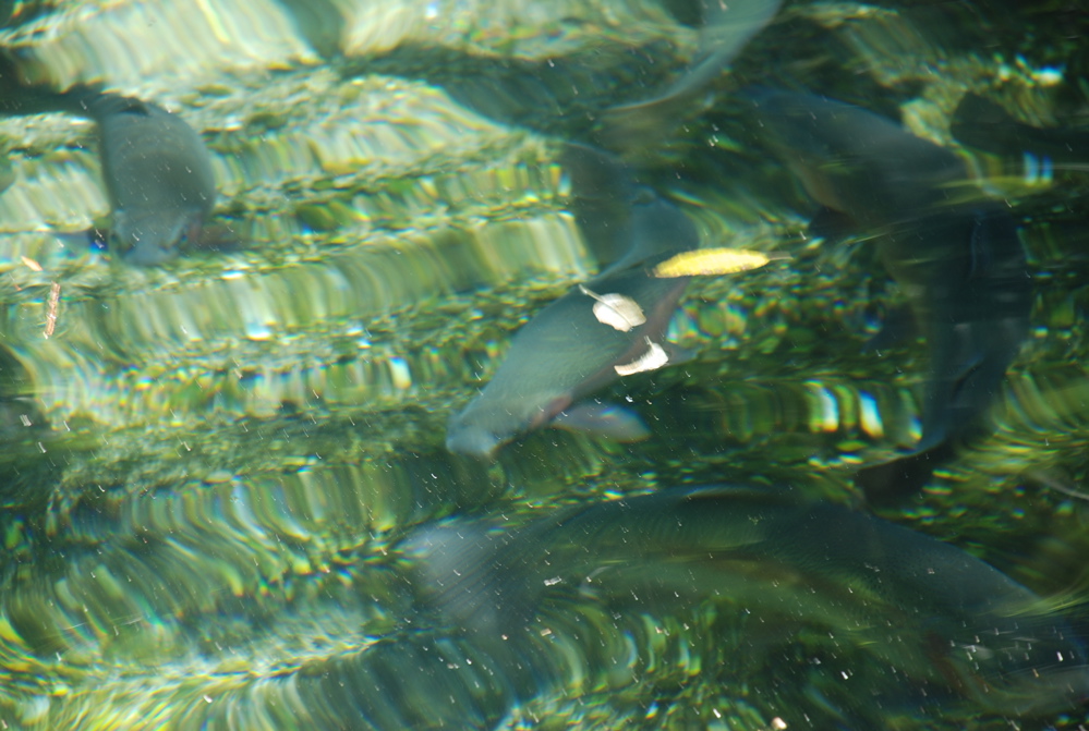 DSC_0133.JPG
