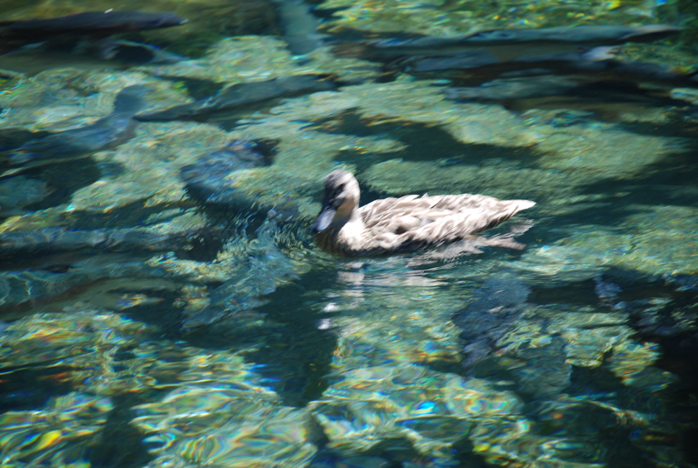 DSC_0134.JPG