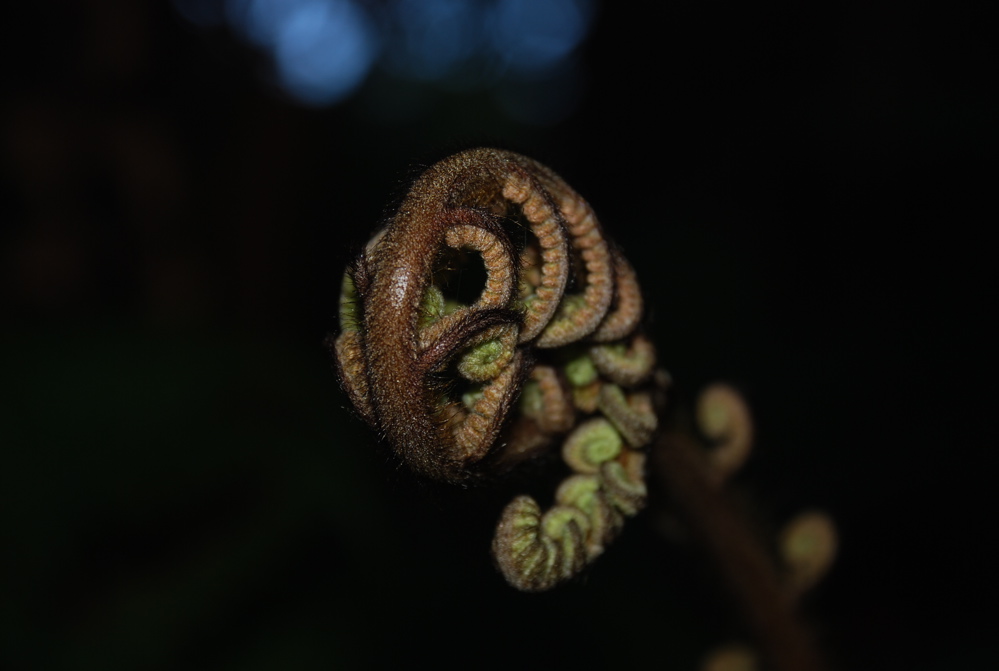 DSC_0137.JPG
