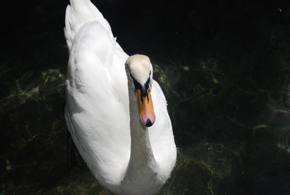 DSC_0144.JPG