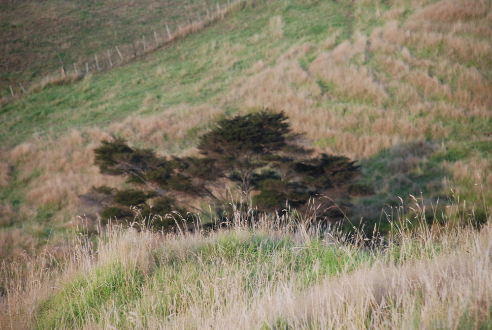 DSC_0199.JPG