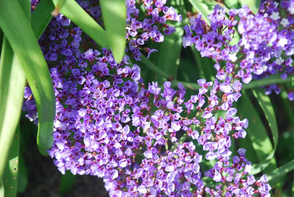 DSC_0204.JPG