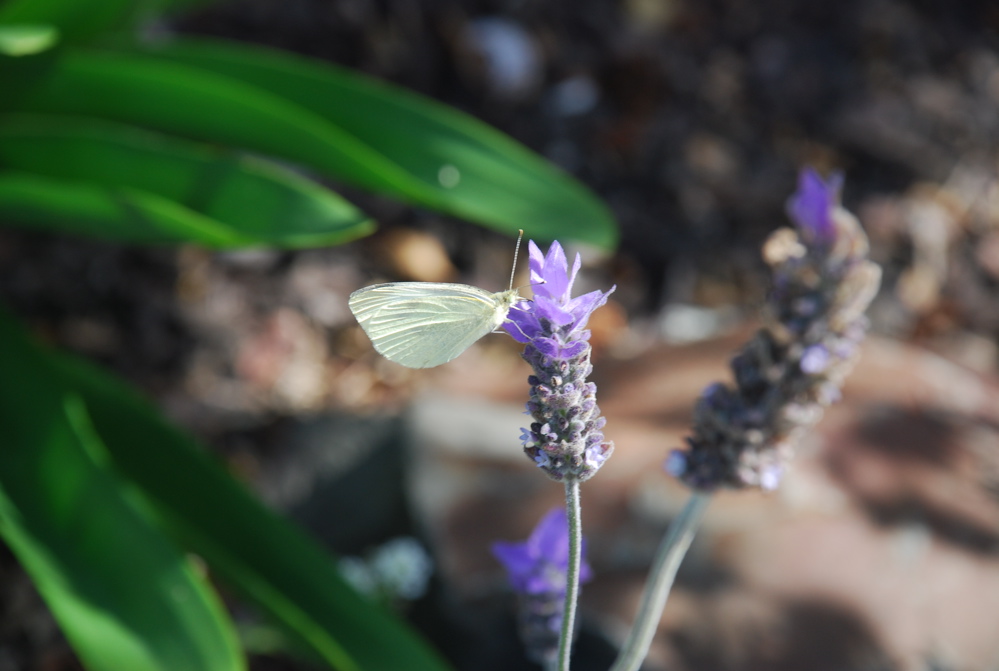 DSC_0207.JPG