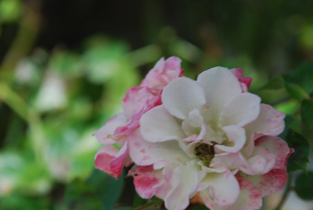 DSC_0209.JPG