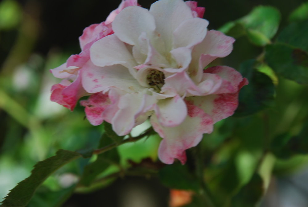 DSC_0210.JPG