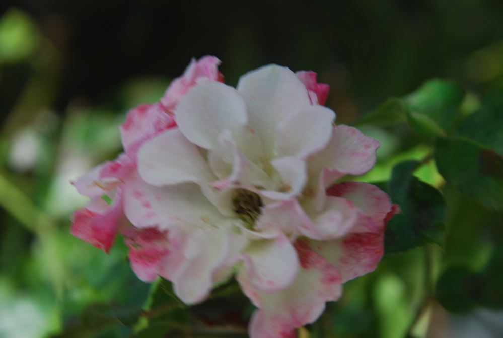 DSC_0211.JPG