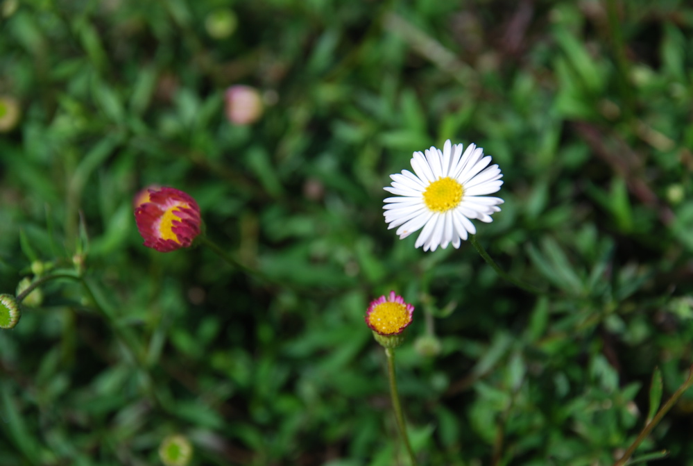 DSC_0216.JPG