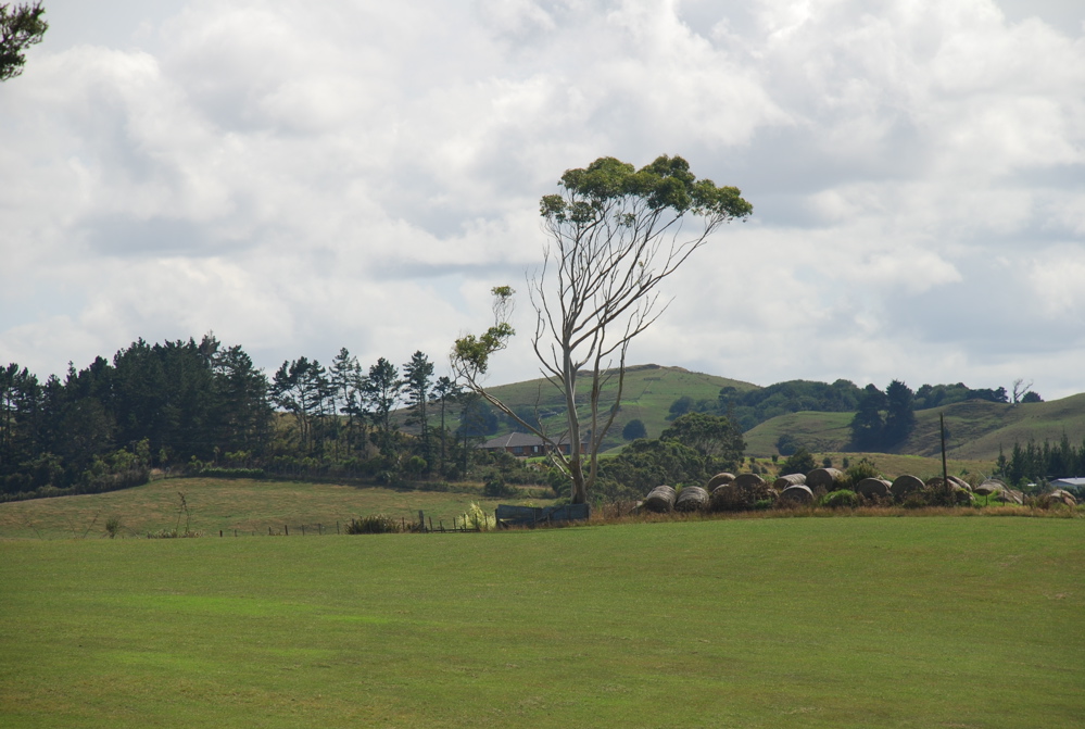 DSC_0217.JPG