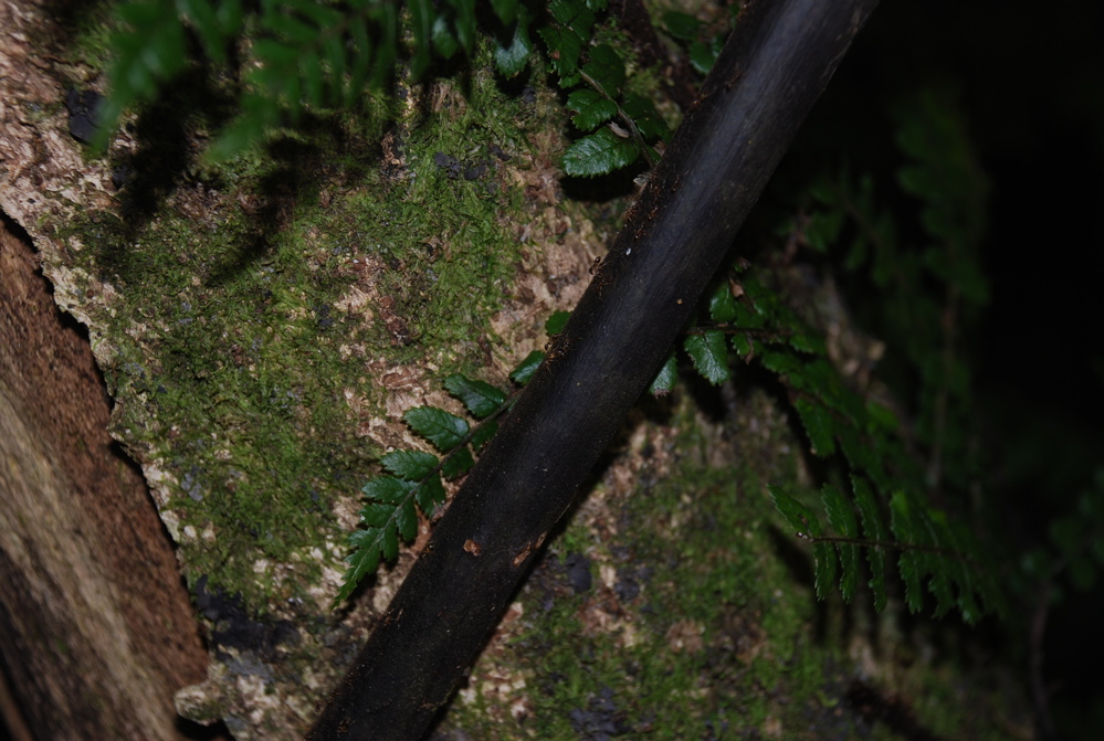 DSC_0232.JPG