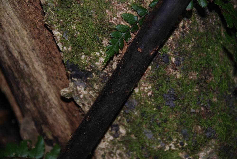 DSC_0233.JPG