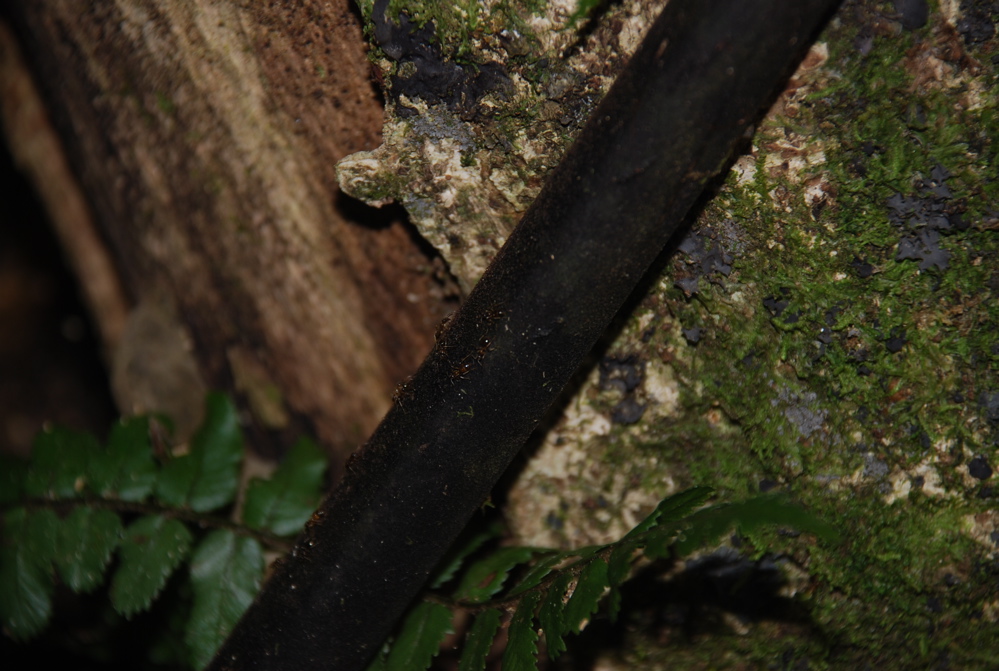 DSC_0234.JPG