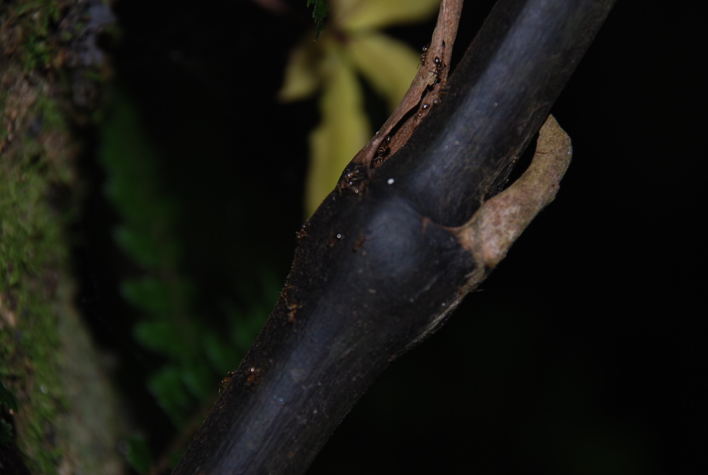 DSC_0235.JPG