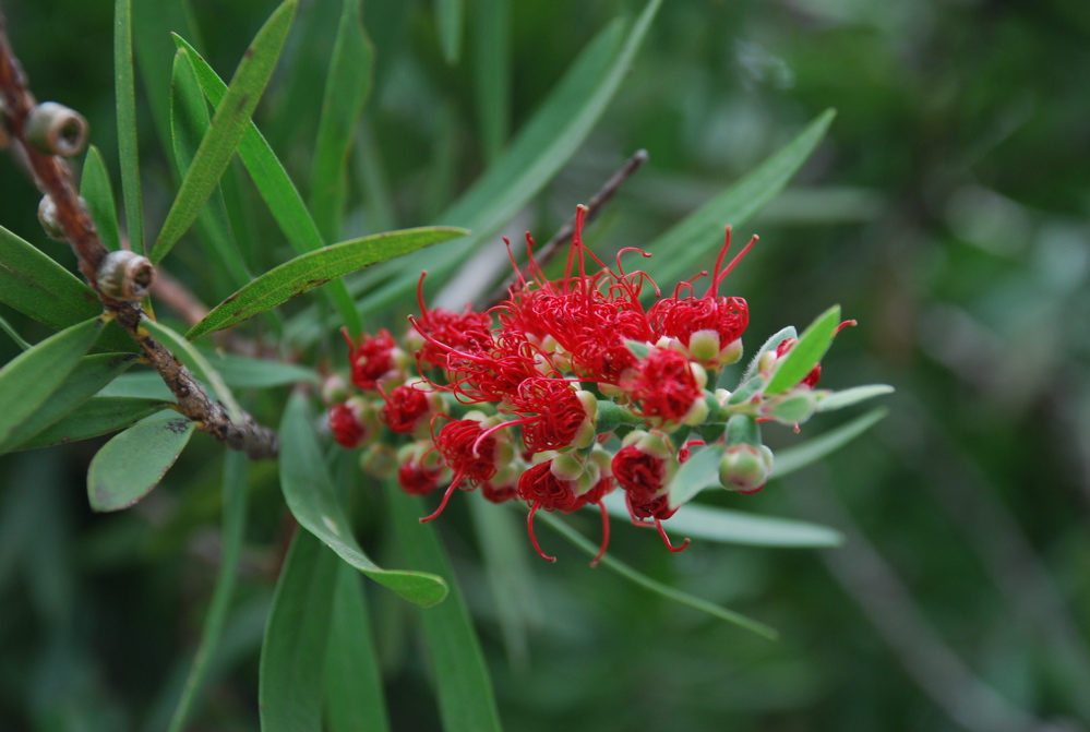 DSC_0242.JPG