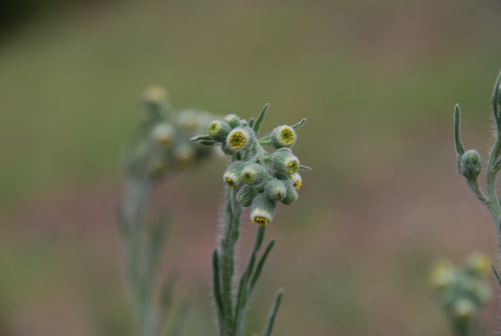 DSC_0246.JPG