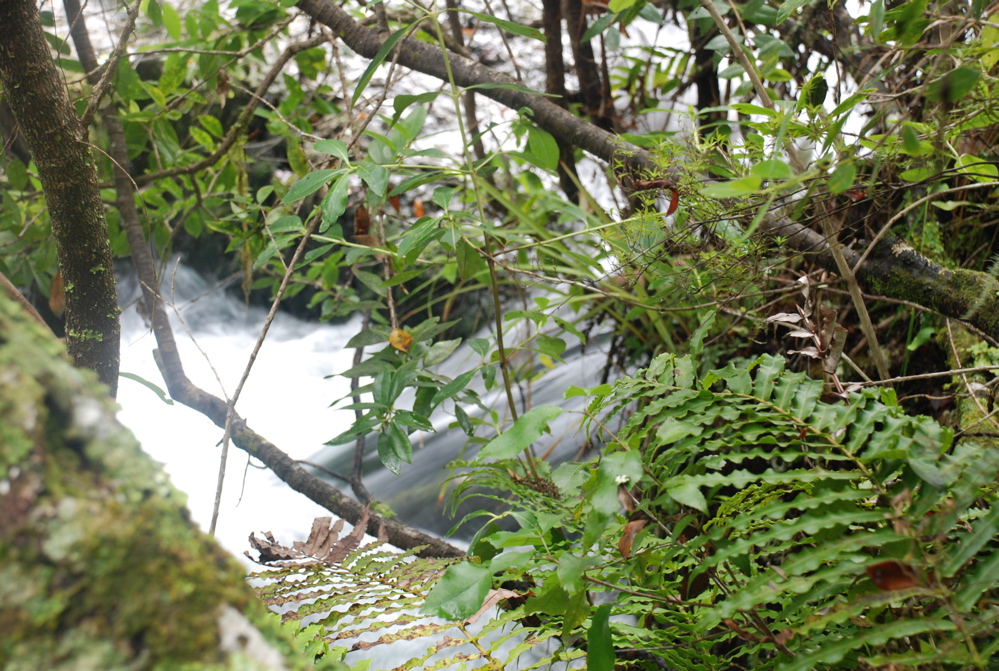 DSC_0371.JPG