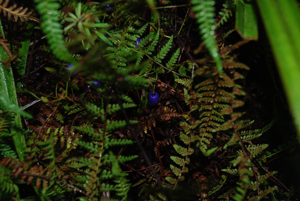DSC_0423.JPG