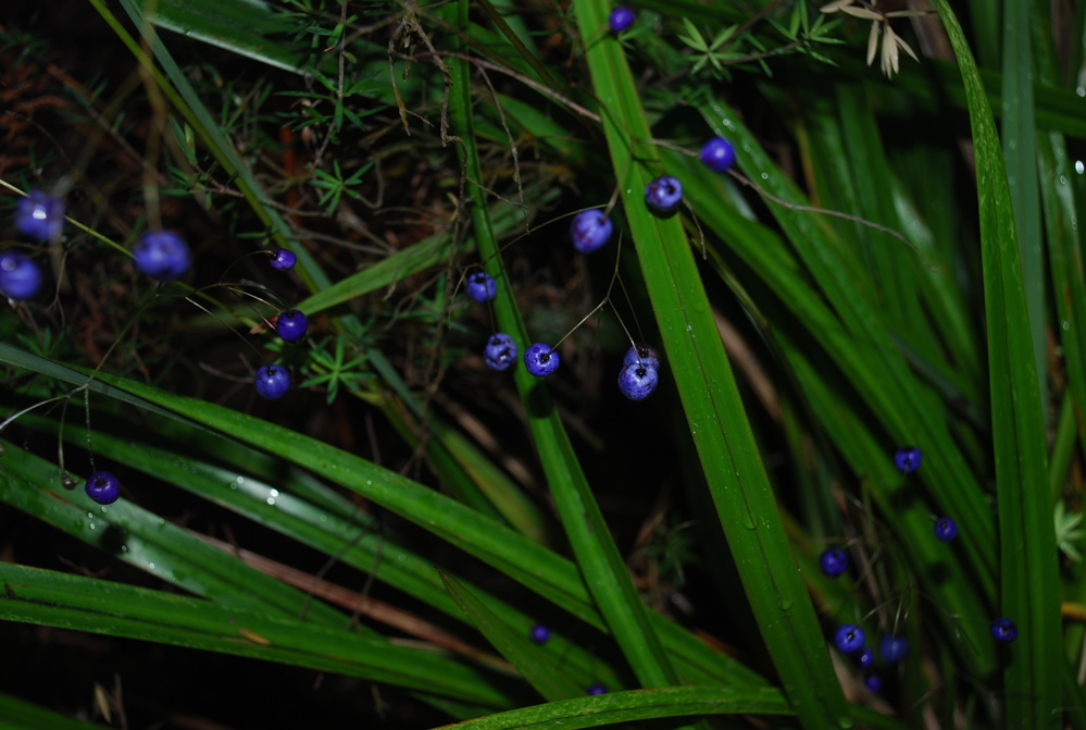 DSC_0428.JPG