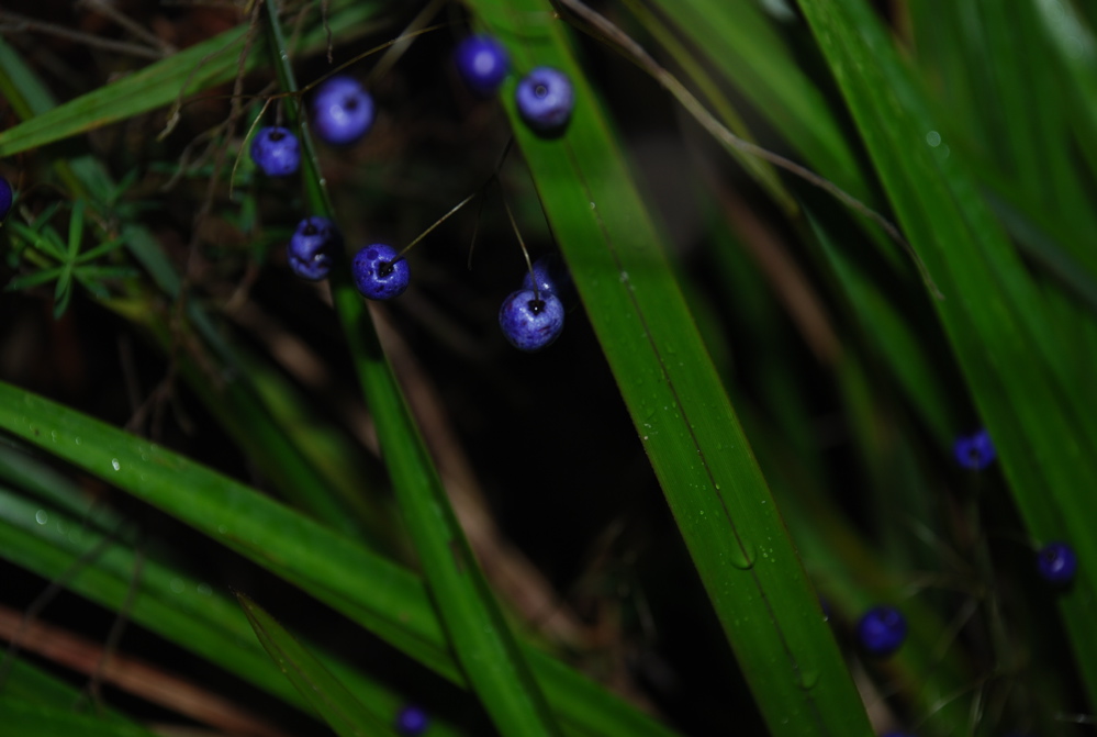 DSC_0429.JPG