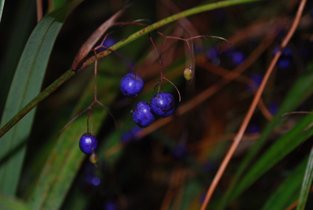 DSC_0438.JPG