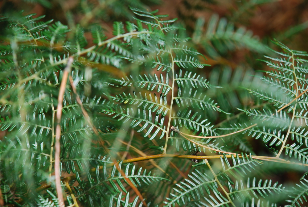 DSC_0448.JPG
