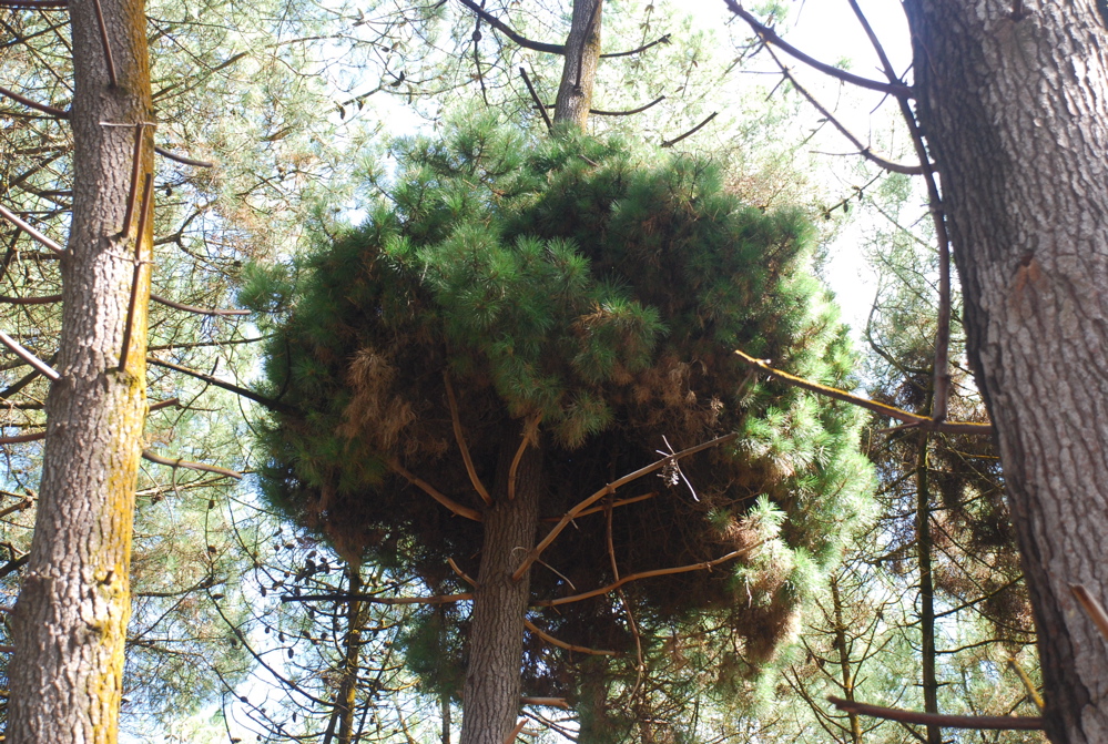DSC_0450.JPG