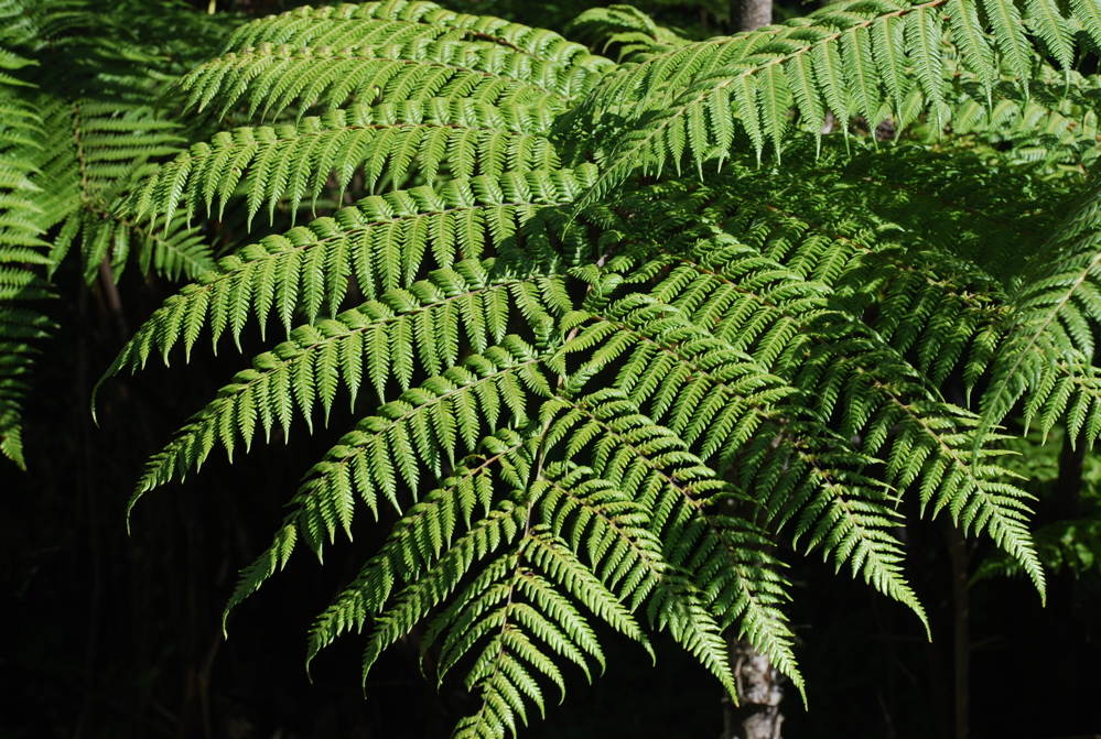 DSC_0054.JPG