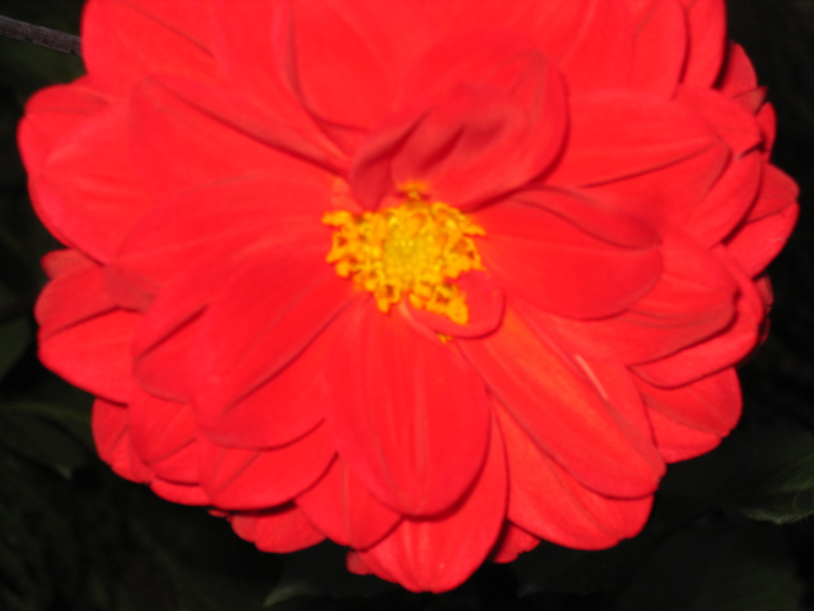 IMG_4079.JPG
