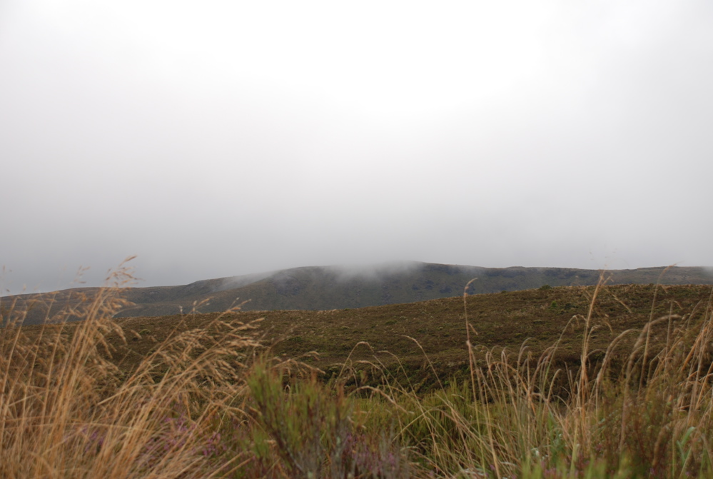 DSC_0490.JPG