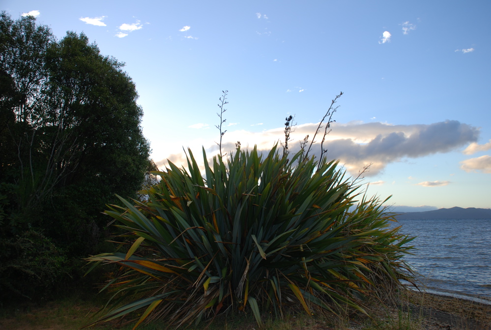 DSC_0504.JPG