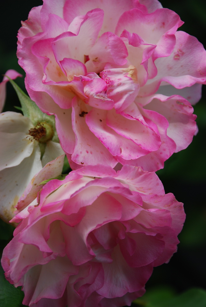 DSC_0522.JPG