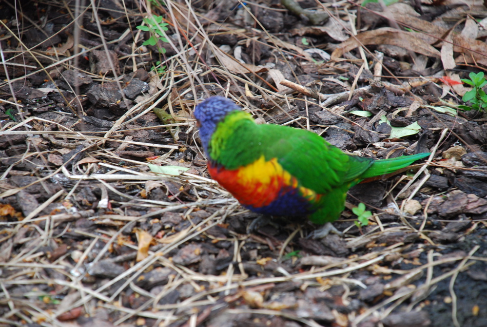DSC_0527.JPG