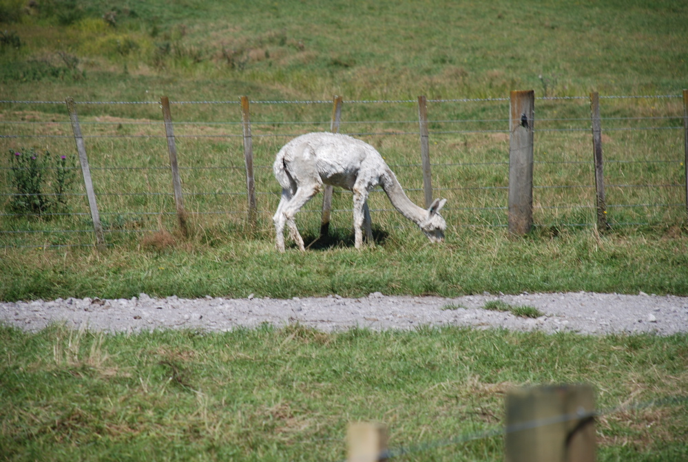 DSC_0064.JPG