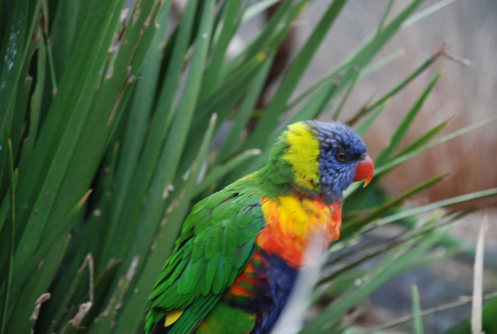 DSC_0532.JPG