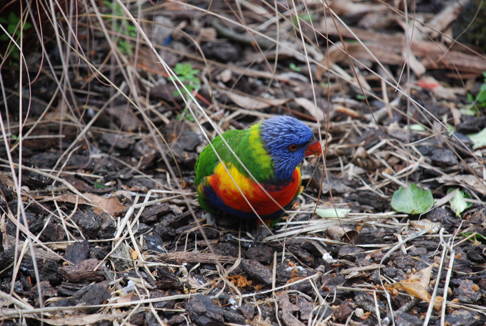 DSC_0536.JPG