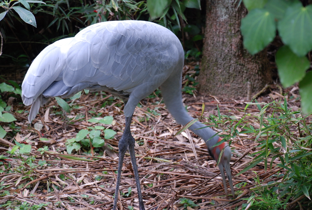 DSC_0539.JPG