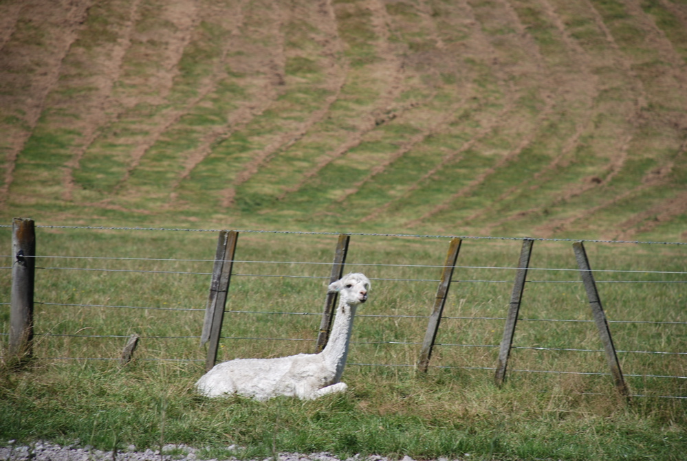 DSC_0065.JPG