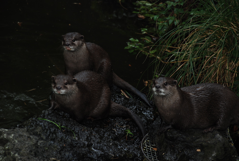 DSC_0540.JPG