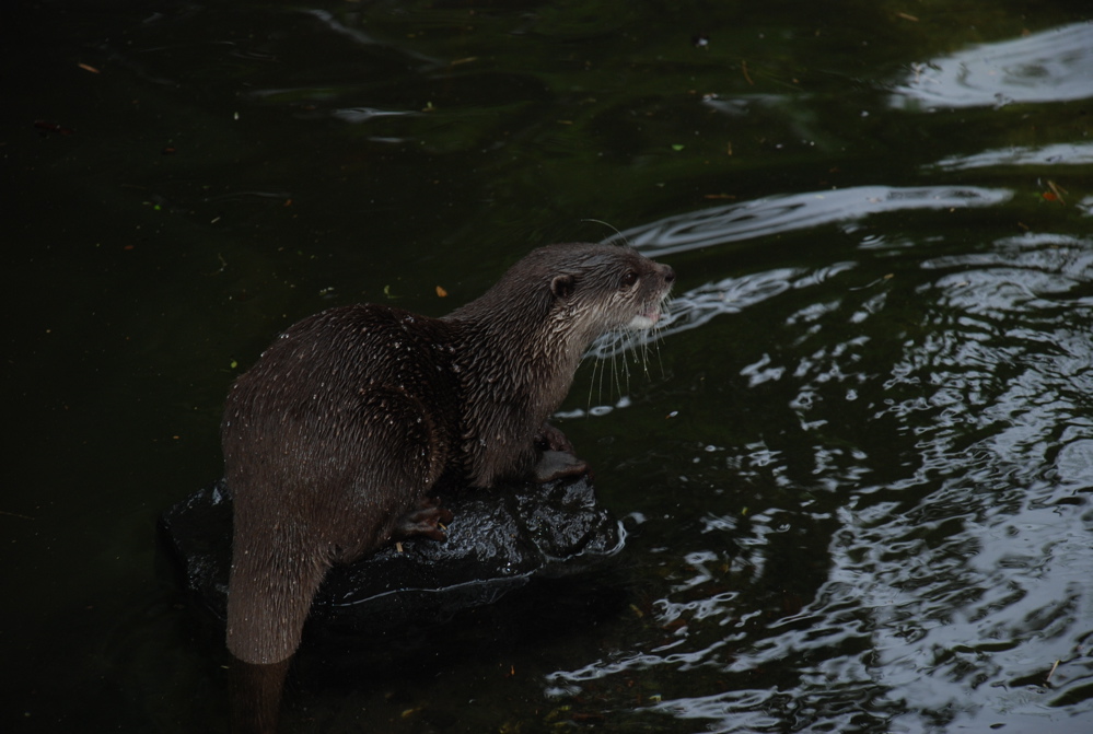DSC_0541.JPG