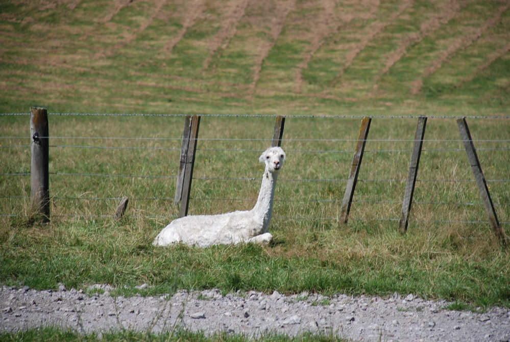 DSC_0066.JPG