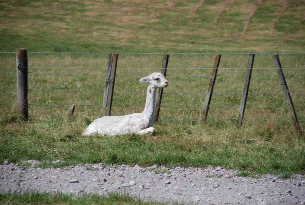 DSC_0067.JPG