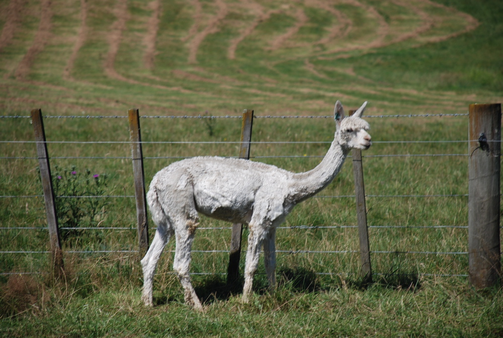 DSC_0069.JPG