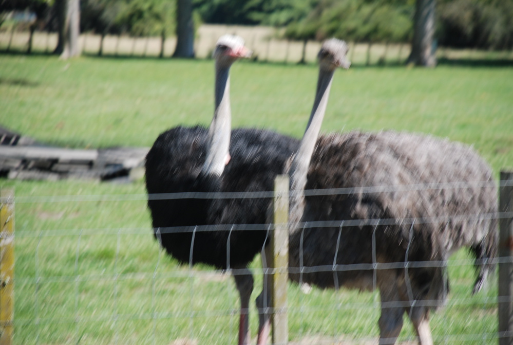 DSC_0071.JPG