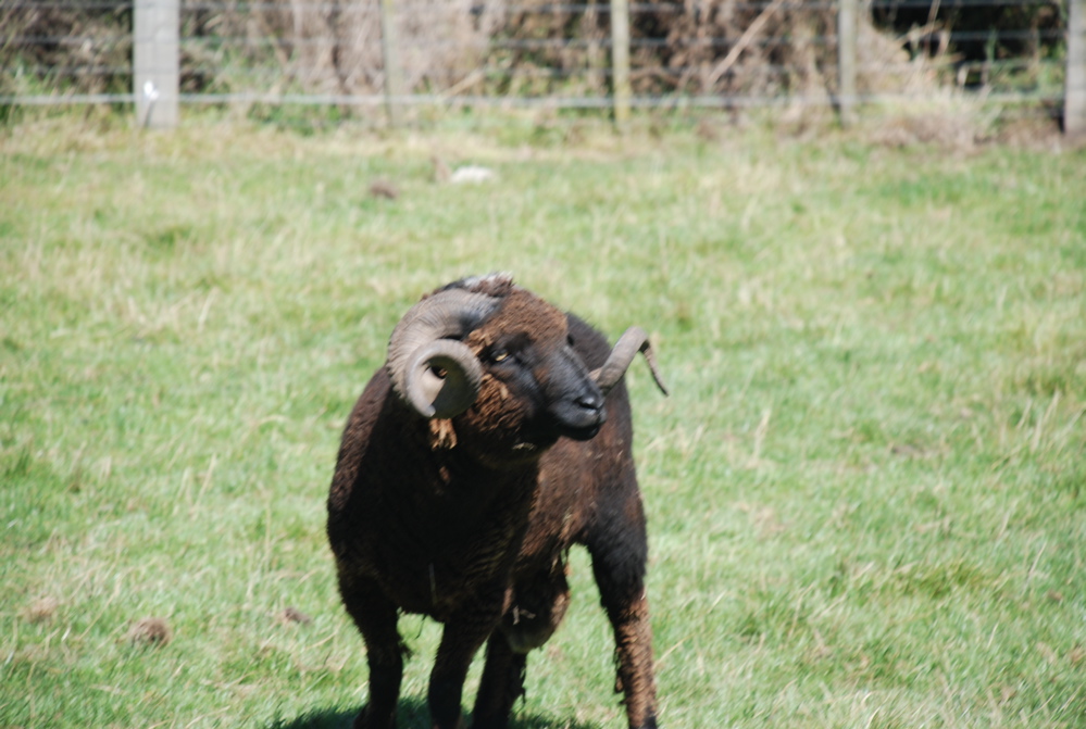 DSC_0086.JPG