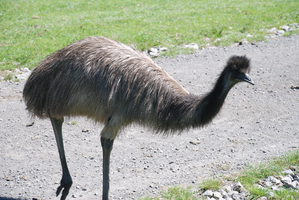 DSC_0090.JPG