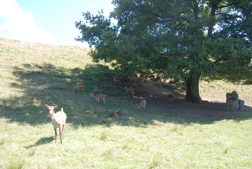 DSC_0095.JPG