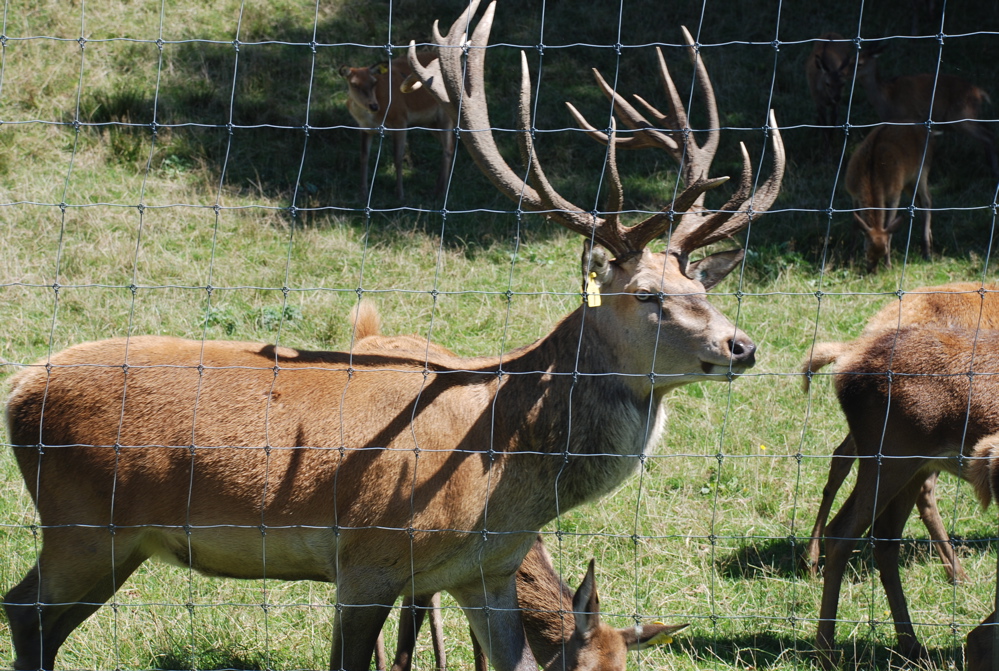 DSC_0097.JPG