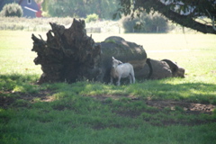 DSC_0103.JPG